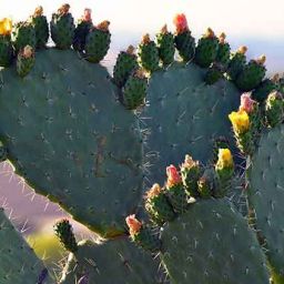 20180309-Cactus-web-1 | Contour Dermatology