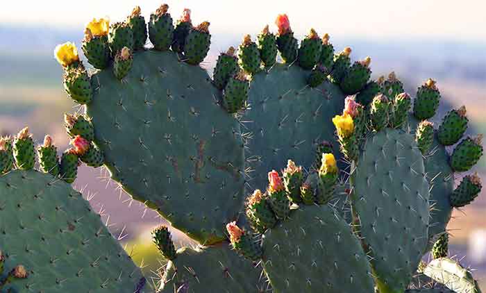 Pesky Prickly Plants – and Treating Plant